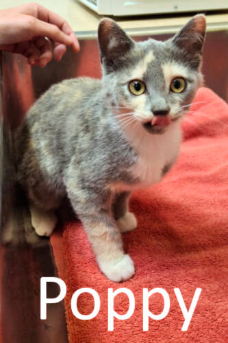 Stone County Humane Society